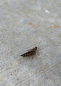 High angle view of insect