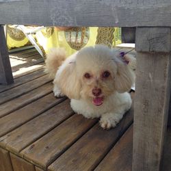 Portrait of dog sitting on hardwood floor