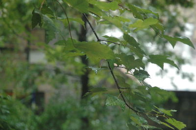 Close-up of plant growing on tree