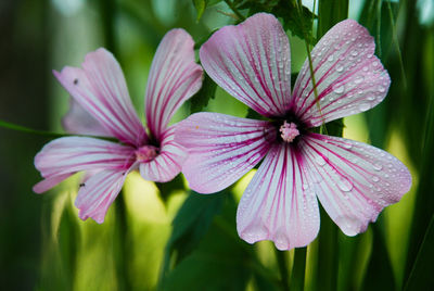 Close-up of pink flowering plant