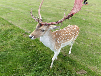 Deer in a field