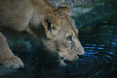 High angle view of lion drinking water