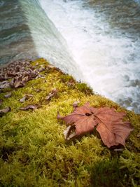 High angle view of maple leaves on shore