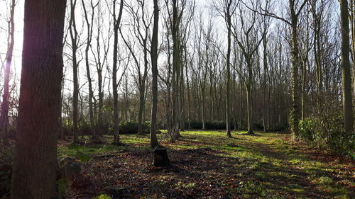 Trees in forest against sky