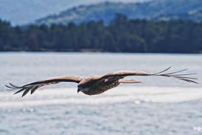 Bird flying over lake