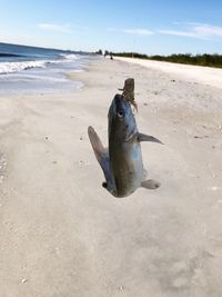 Catch of fish hanging at beach