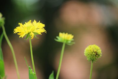 Close-up of yellow flowering plant