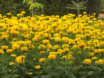 Close-up of yellow flowering plants on field