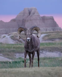 Portrait of bighorn sheep standing on badlands field during stormy sunset