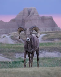 Portrait of goat standing on field