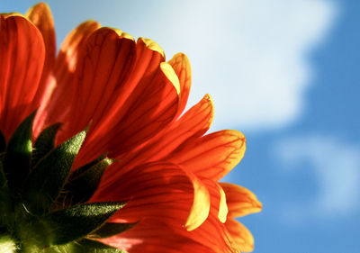 Close-up of red flower against sky