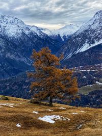 Pine trees on snowcapped mountains against sky