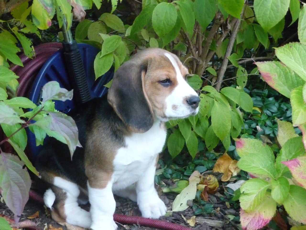 CLOSE-UP OF PUPPY SITTING BY PLANT