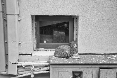 Close-up of cat on window sill