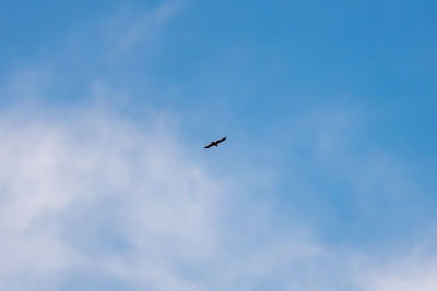 Low angle view of bird flying in sky