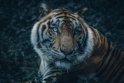 Portrait of a tiger