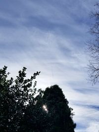 Low angle view of trees against sky