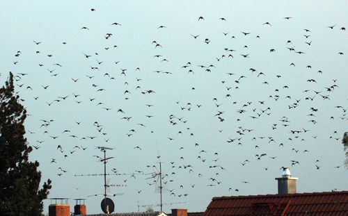 Flock of birds flying against sky