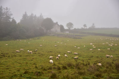 Sheep grazing on field