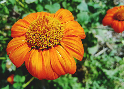 Close-up of orange marigold blooming outdoors