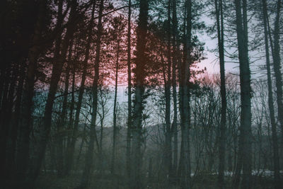 Trees in forest during winter