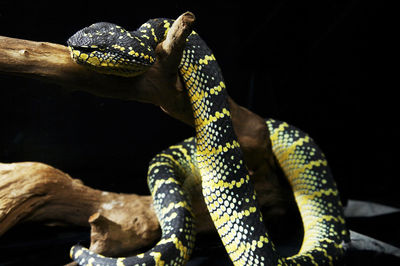 Close-up of lizard on tree