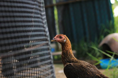 Close-up of a chicken