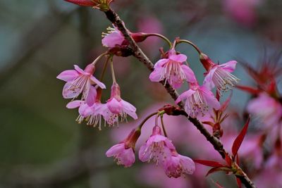 Close-up of pink cherry blossoms in spring