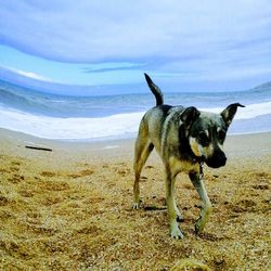 Dog on beach against sky