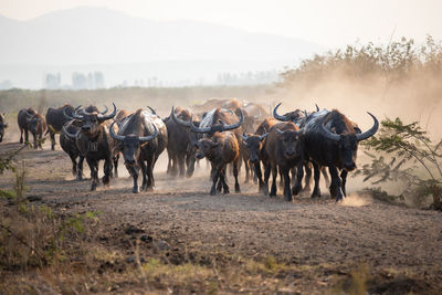 Horses in a field