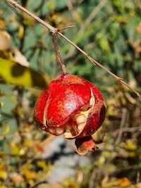 Close-up of strawberry hanging on branch