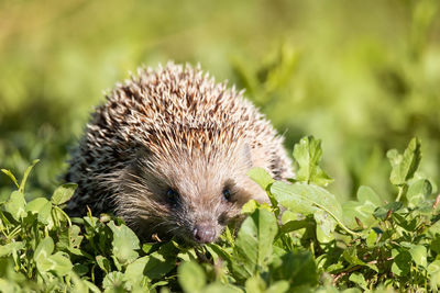 Close-up of an animal