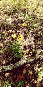 Close-up of plants growing on field