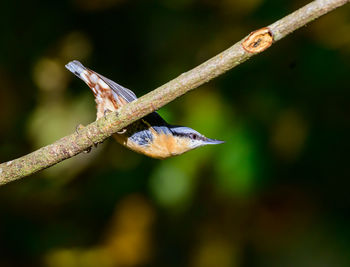 Nuthatch, sitta europaea, reaching from a tree branch