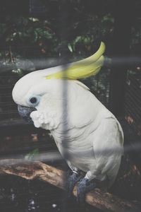 Close-up of bird perching in aquarium