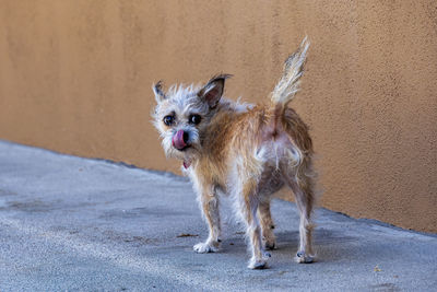 Portrait of dog standing on wall