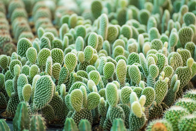 Close-up of succulent plant on field