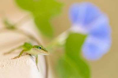 Anole on wall