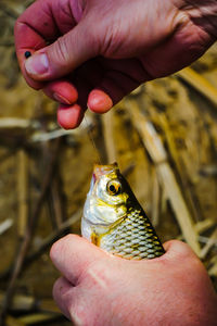 Close-up of hand holding fish