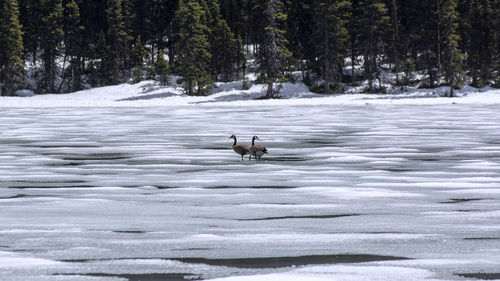 View of an animal on snow covered land