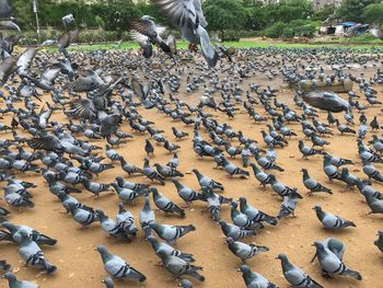 High angle view of birds flying