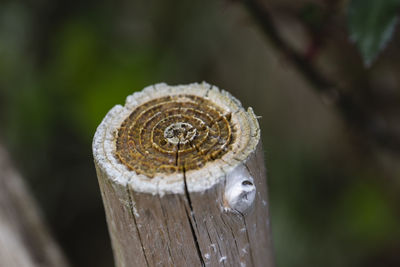 Close-up of shell on tree trunk