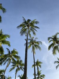 Low angle view of palm trees against clear sky