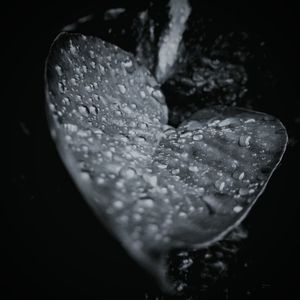 Close-up of water drops on flower