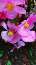 Close-up of pink flowers