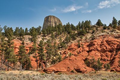 Trees growing on rock against sky