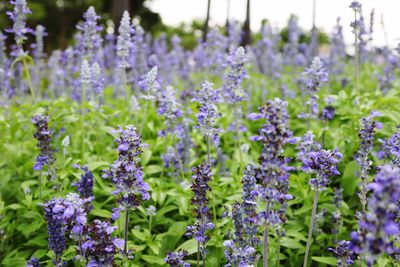 Purple flowers blooming outdoors