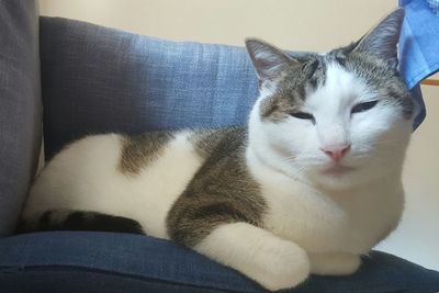 Close-up of cat resting on bed