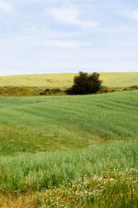Scenic view of field against sky