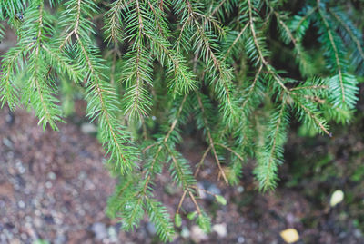 Close-up of pine tree